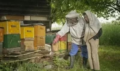 蜜蜂转运之前如何把蜜蜂全部赶进箱内图2