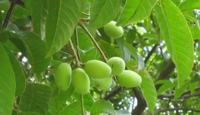 橄榄在潮汕人手里无所不能，能闲吃、做菜、腌制、做甜食，能烧水