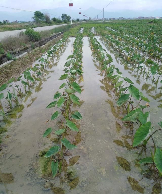 香芋是芋头吗,香芋算芋头吗图3