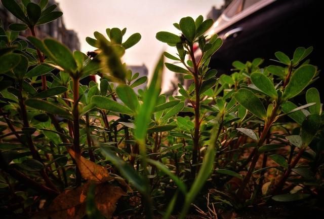 这种野草生命力强大，种花盆里既能当菜，又能洗头，用处多