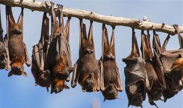 “毒王”蝙蝠：为什么偏偏喜欢倒挂着睡觉，不怕脑袋充血吗？