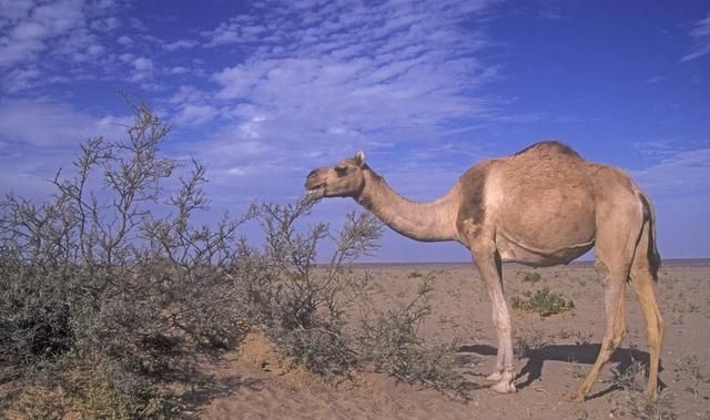 骆驼背上为什么有驼驼峰(骆驼只有双峰骆驼一种吗)图2