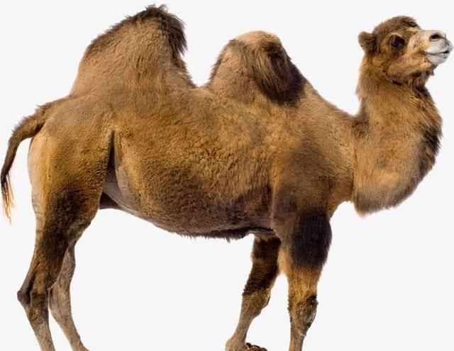 骆驼背上为什么有驼驼峰(骆驼只有双峰骆驼一种吗)图3