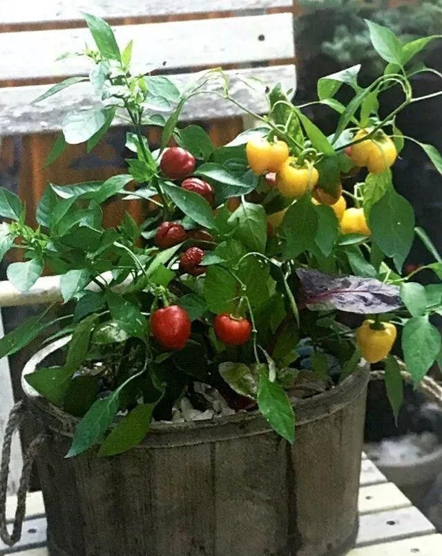 家庭园艺如何种植甜椒苗图1