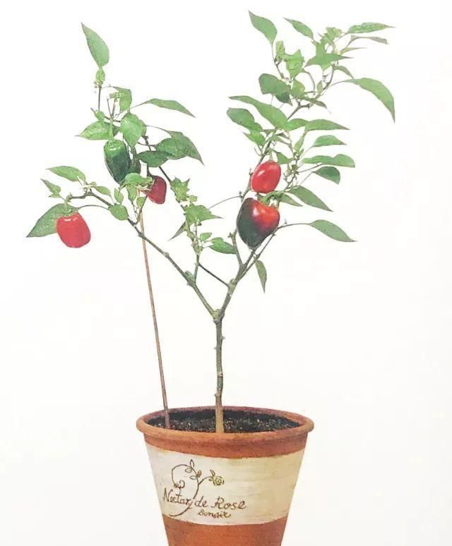 家庭园艺如何种植甜椒苗图8