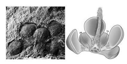 被称为活化石的植物有哪些图3