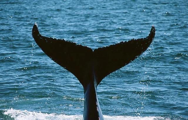 林深时见鹿海蓝时见鲸是什么意思图9