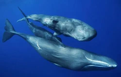 林深时见鹿海蓝时见鲸是什么意思图11