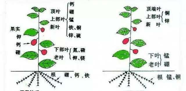 马铃薯长黑褐色斑点如同“蟾蜍皮”，科学管理降低发病率