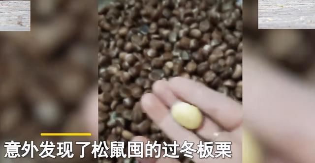 松鼠过冬的食物被偷走了怎么办？它真的会选择自杀吗？