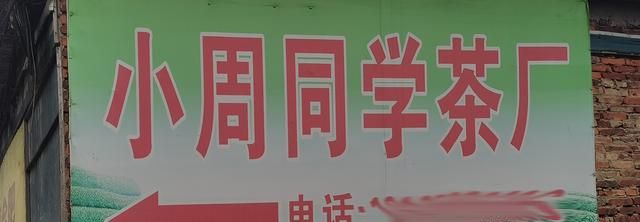 什么是白茶(什么是白茶女孩)图10