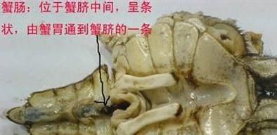 煮熟的大闸蟹可以冷冻保存吗,阳澄湖大闸蟹冷冻保存方法图4