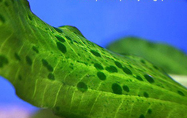 长藻了怎么办？写给草缸新手，草缸中常见藻类和除藻办法