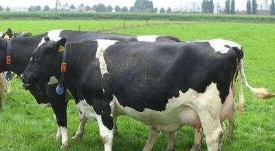牛得乳房炎怎么治疗图3