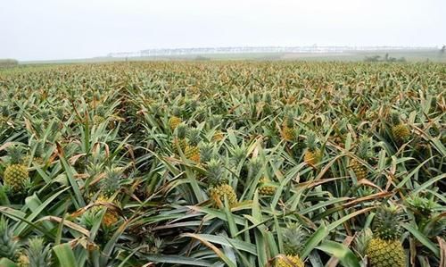 菠萝可以在北方地区种植吗(菠萝东北可以种植吗)图3