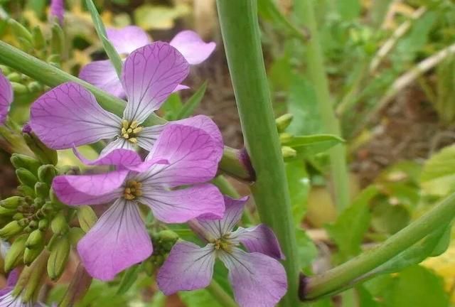 蔬菜开花了,你知道是什么蔬菜吗图7