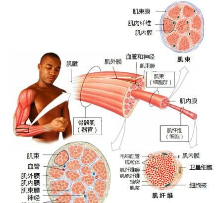 解剖笔记之运动系统,运动解剖学第五版运动系统图35