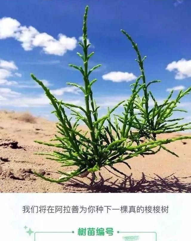 品牌人格化营销，如何再造一个江小白