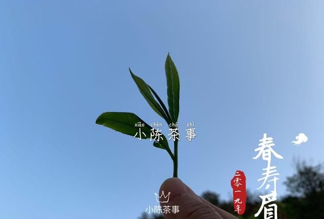 茶叶要不要放冰箱里图2