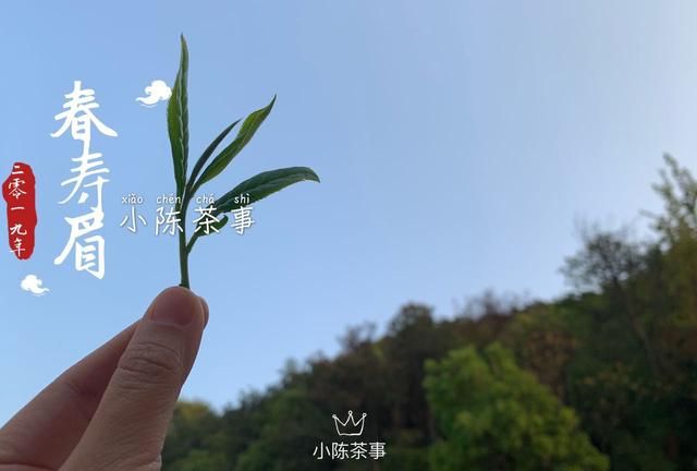 茶叶要不要放冰箱里图3