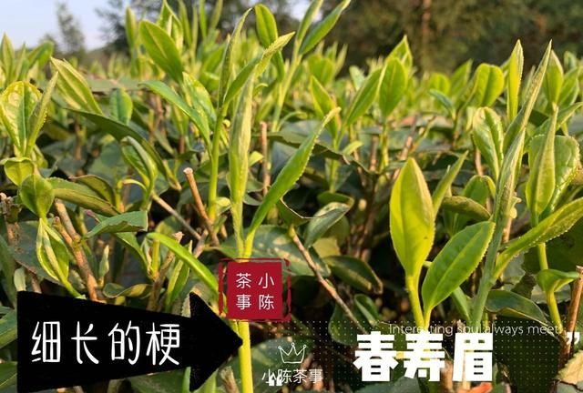 茶叶要不要放冰箱里图9