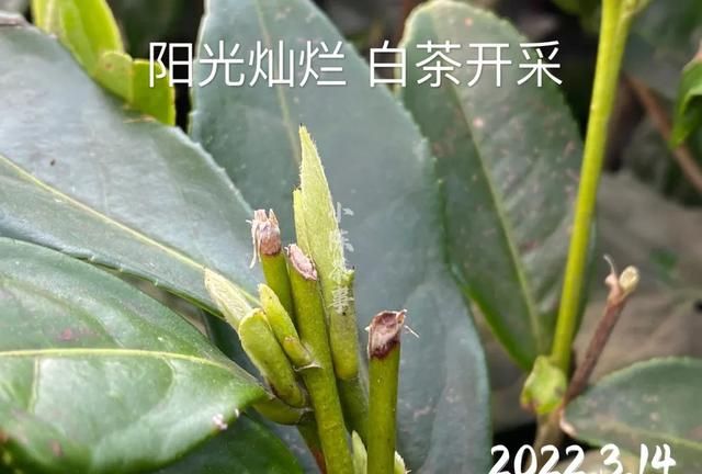 白茶明明绿色更多，为什么要叫“白茶”？它和绿茶有什么区别？