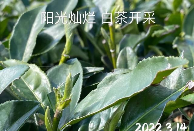 白茶明明绿色更多，为什么要叫“白茶”？它和绿茶有什么区别？