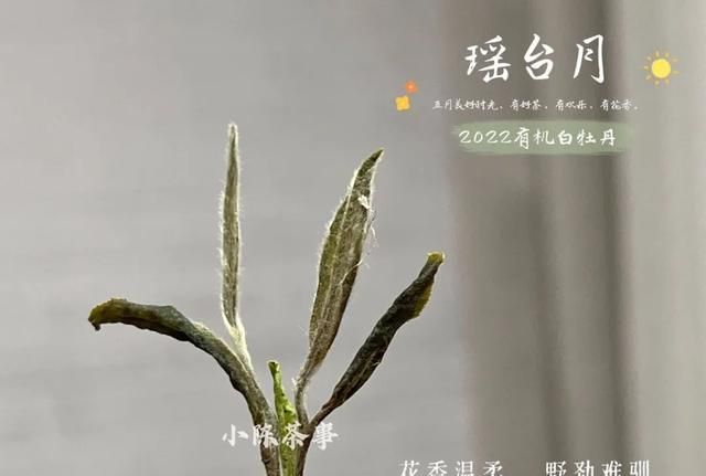 白茶明明绿色更多，为什么要叫“白茶”？它和绿茶有什么区别？