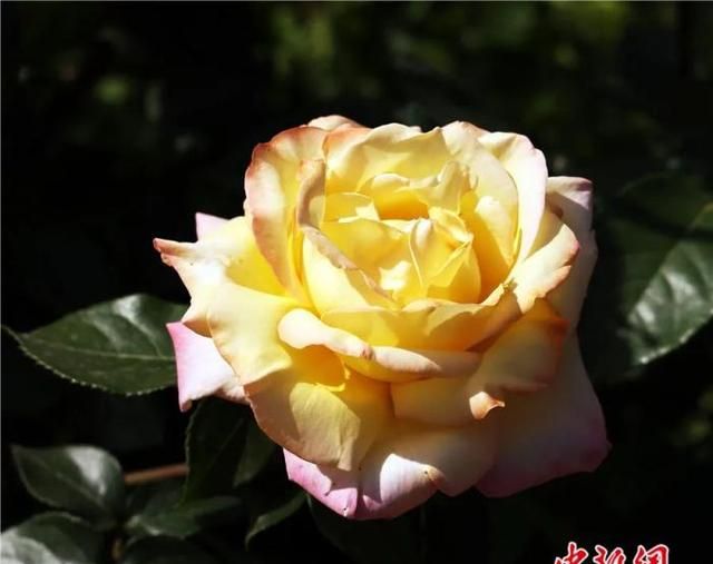 东西问丨王国良：“爱情之花”玫瑰，如何穿越古今从中国奔赴世界？