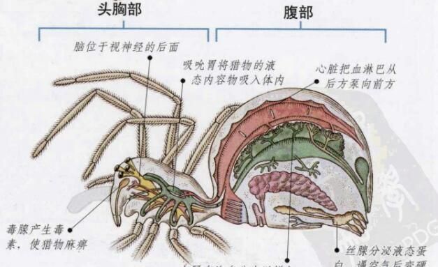 蜘蛛是一种昆虫吗,蜘蛛属不属于昆虫图2