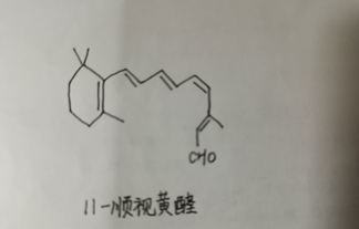 山东农业工程学院70周年校庆主题活动——胡萝卜生吃和熟吃哪个好