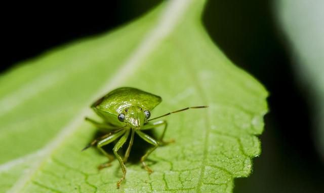 臭虫的三个克星：光线、高温和水，教你如何预防臭虫！