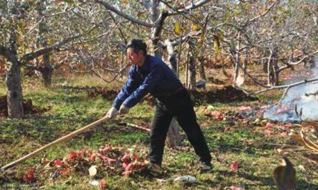 蚧壳虫怎样彻底消灭(蚧壳虫怎样彻底消灭鸭掌木)图5