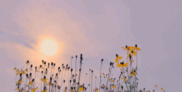 三八妇女节丨祝福所有女人：愿你笑靥如花，一生不减芳华！