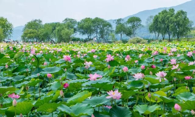 莲花、荷花是一种花吗？太空莲、绿色莲、并蒂莲、重瓣莲花都是啥