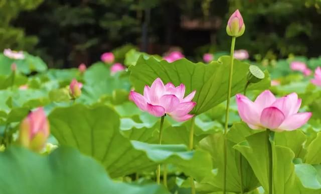 莲花、荷花是一种花吗？太空莲、绿色莲、并蒂莲、重瓣莲花都是啥