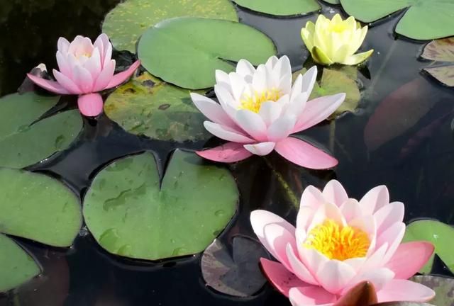 莲花、荷花是一种花吗？太空莲、绿色莲、并蒂莲、重瓣莲花都是啥