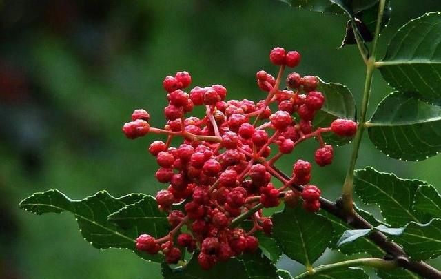 红花椒和青花椒该如何区别(焯水时放青花椒还是红花椒)图1