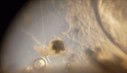 科学家拍到水熊虫暴走的视频！个子仅昆虫1/50万，步态却一模一样