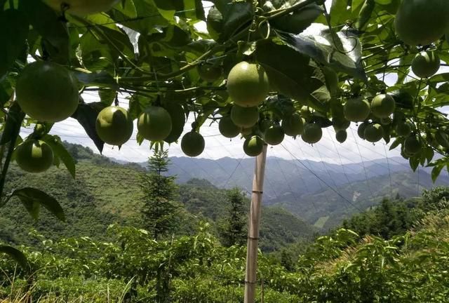 怎么种植百香果,百香果种植条件图6