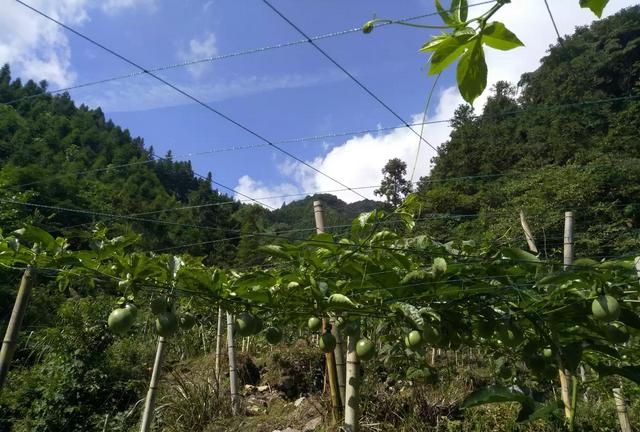 怎么种植百香果,百香果种植条件图7