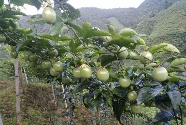 怎么种植百香果,百香果种植条件图8