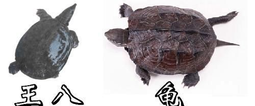 王八和乌龟有什么区别图片,王八乌龟区别图3