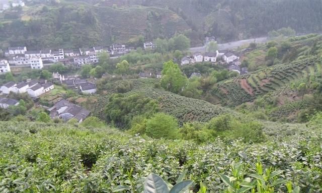 谷雨摘的茶叶有什么功效(喝正宗谷雨茶有哪些好处)图1