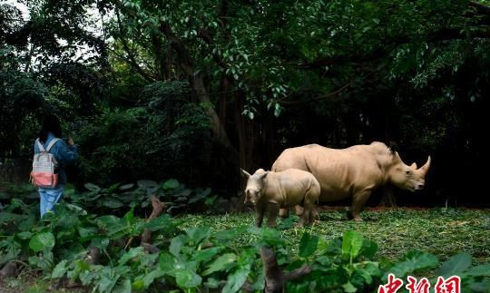 中国内地首次成功繁育白犀牛“子二代”