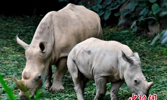 中国内地首次成功繁育白犀牛“子二代”