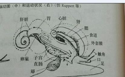 海螺能不能吃了,海螺哪个部位不能吃图12