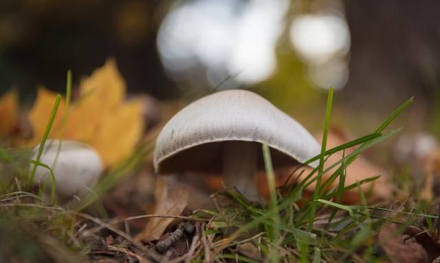 每人都有专属生日花，生日花有独特的含义，7-9月生日的人请查看