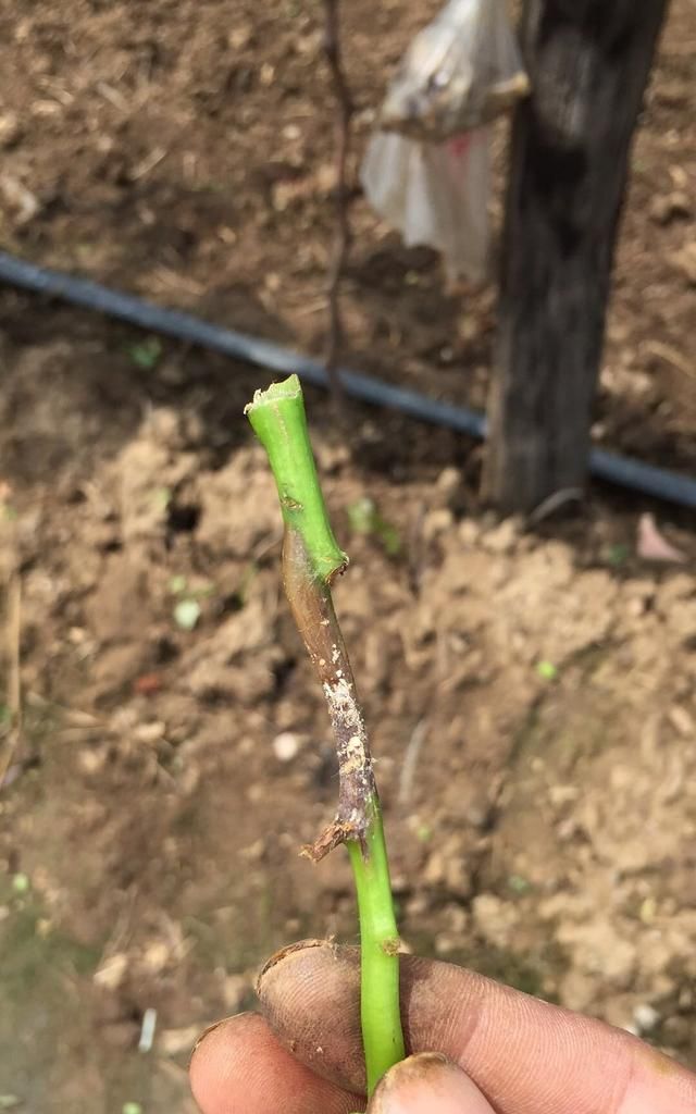 升温5天，葡萄树体长白毛，对萌芽有影响吗