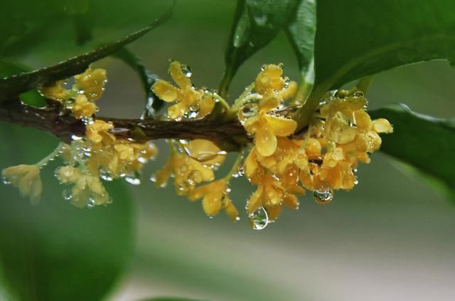 新鲜的桂花如何泡茶图2